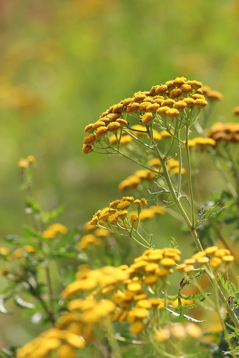 Rainfarn (Tanacetum vulgare)