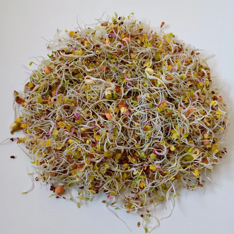 Organic Sprouting Seed: 5 Variety Salad Mix
