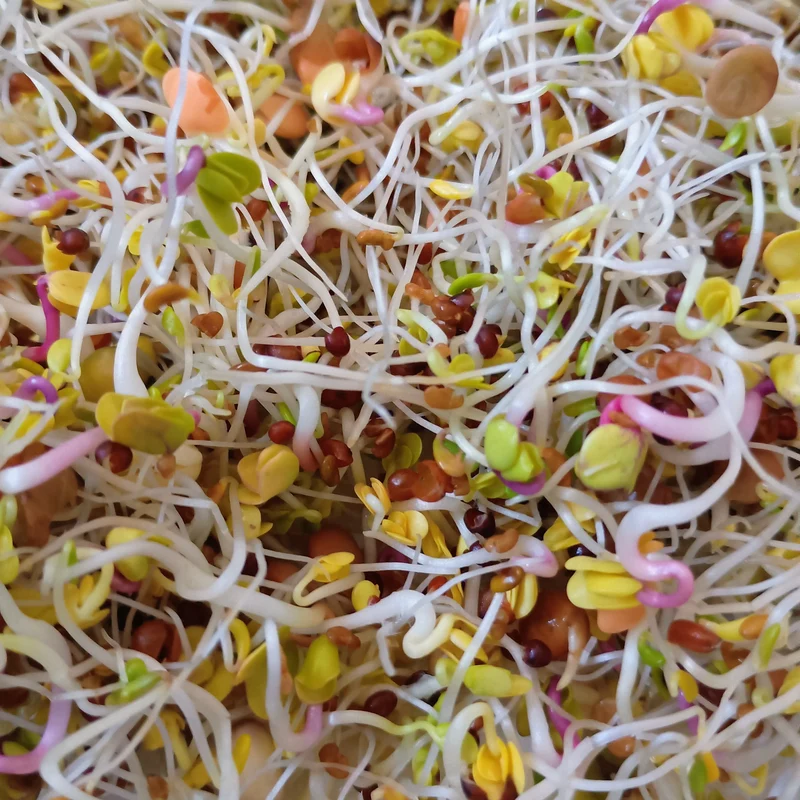 Organic Sprouting Seed: 5 Variety Salad Mix