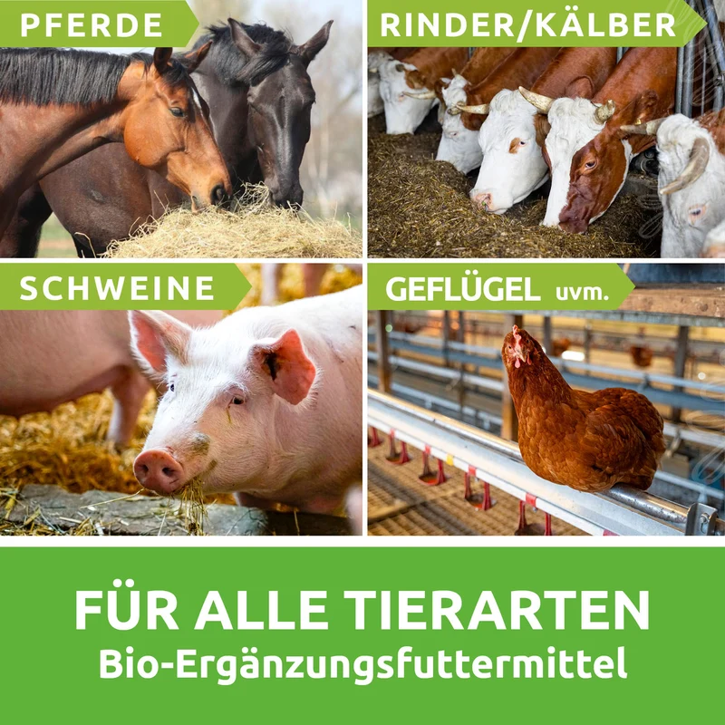 CFKE – Chiemgauer Fermentierter Kräuterextrakt, 5 L bib