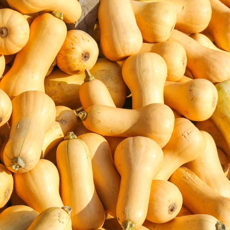 Bio-Butternutkürbis Waltham Butternut Samen