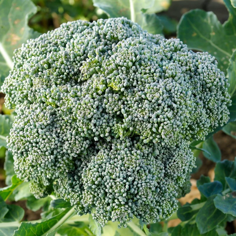 Broccoli Ramoso calabrese Samen