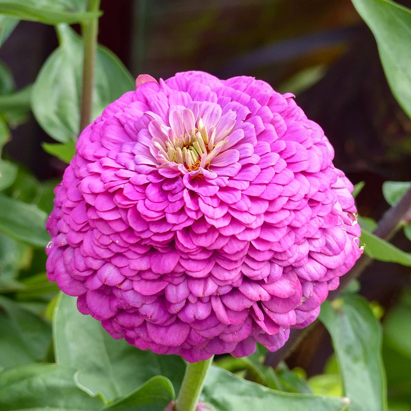 Zinnie - Dream Rosy Lavender