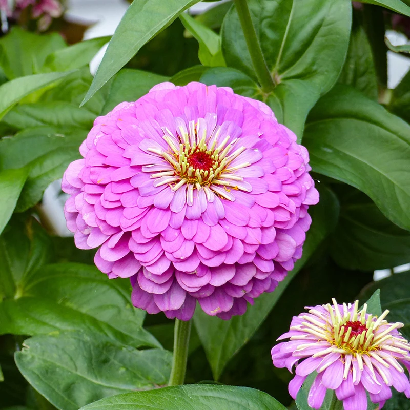 Zinnie - Dream Rosy Lavender
