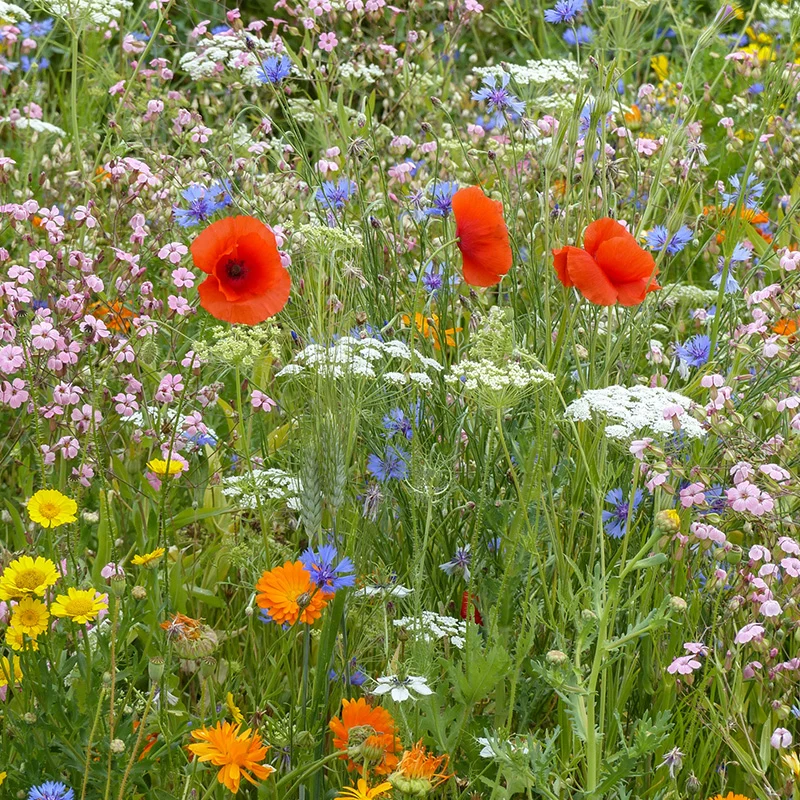 Blumenmischung – Wildblumen