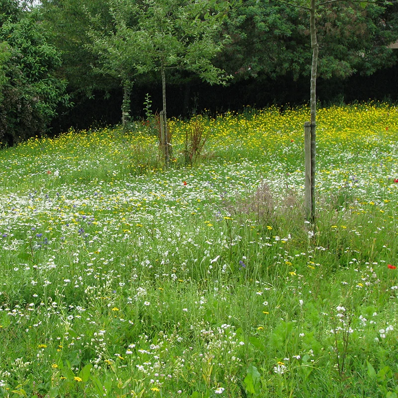Blumenmischung - Blumenreiche Landschaft