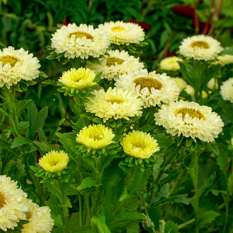 Sommeraster - QIS Matsumoto Yellow