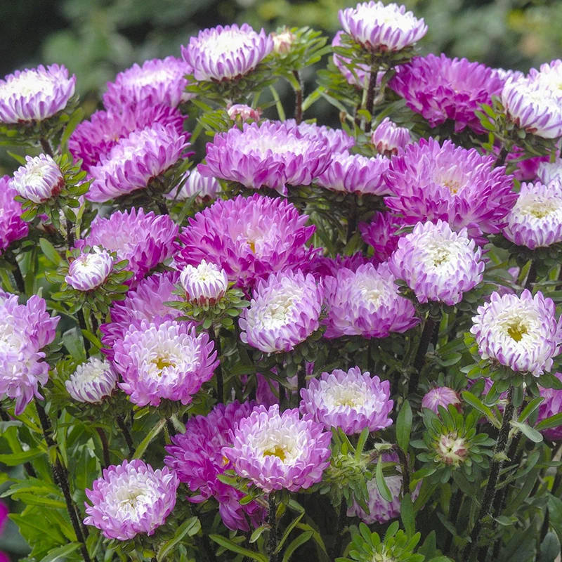 Sommeraster - QIS Matsumoto Pink Tipped