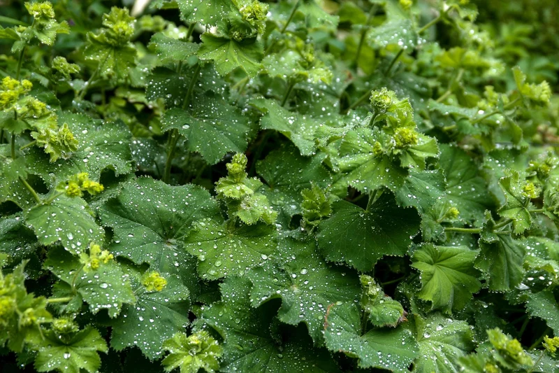 Gelbgrüner Frauenmantel (Alchemilla xanthochlora)
