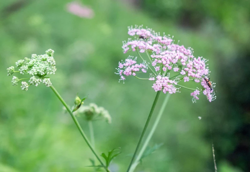 Große Bibernelle (Pimpinella major)