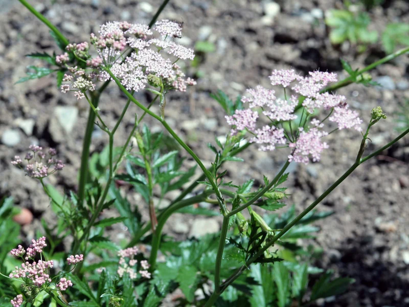 Große Bibernelle (Pimpinella major)