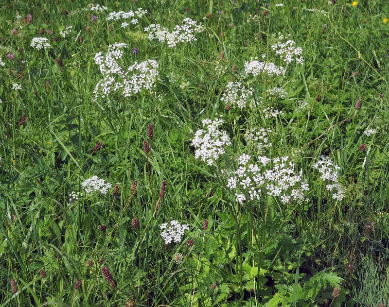 Große Bibernelle (Pimpinella major)