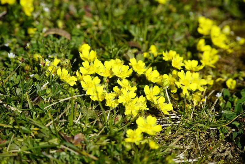 Frühlings-Fingerkraut (Potentilla verna)