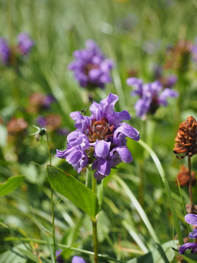 Große Braunelle (Prunella grandiflora)