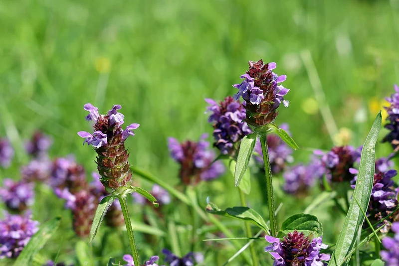 Gewöhnliche Braunelle (Prunella vulgaris)