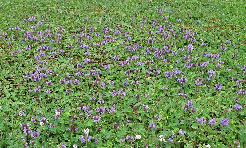 Gewöhnliche Braunelle (Prunella vulgaris)