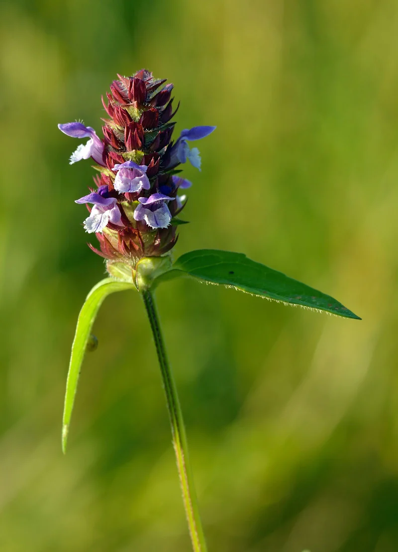 Gewöhnliche Braunelle (Prunella vulgaris)