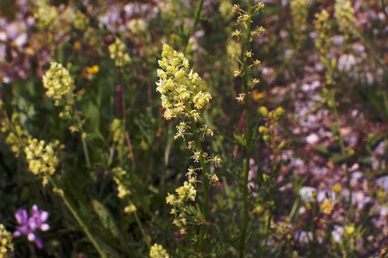 Gelbe Resede (Reseda lutea)