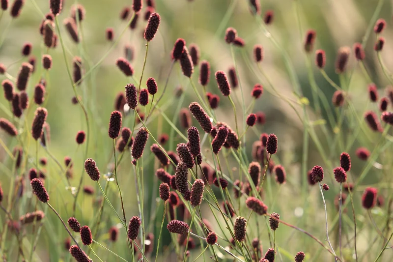 Großer Wiesenknopf (Sanguisorba officinalis)