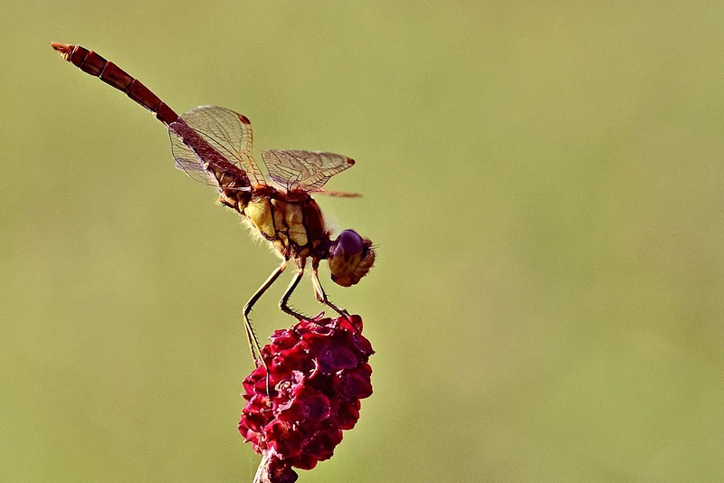 Großer Wiesenknopf (Sanguisorba officinalis)