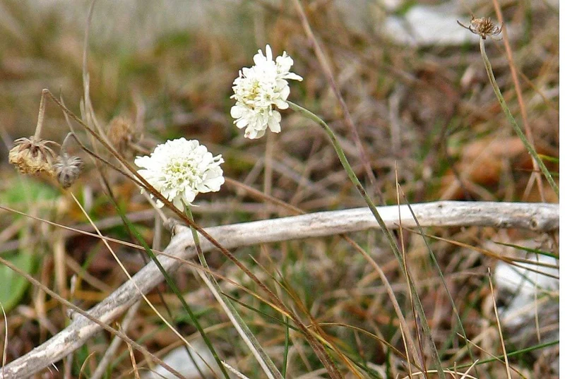 Gelbe Skabiose (Scabiosa ochroleuca)