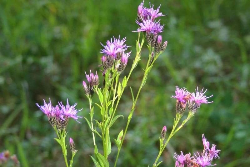Färberscharte (Serratula tinctoria)