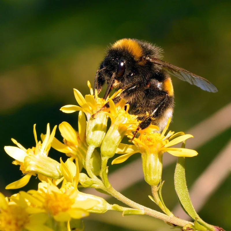 Echte Goldrute (Solidago virgaurea)
