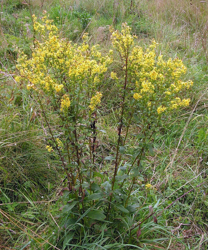 Echte Goldrute (Solidago virgaurea)