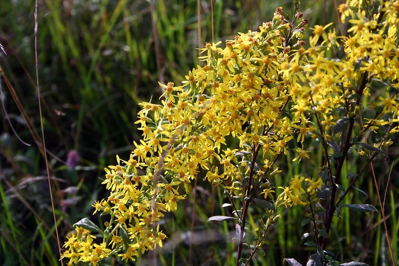 Echte Goldrute (Solidago virgaurea)