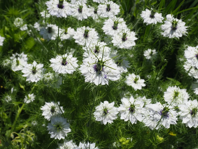 Weiße Jungfer im Grünen ‘Alba’ – 500 Samen