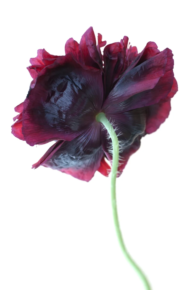400 Samen Schwarzer Mohn Papaver somniferum Black Peony Dunkler Schlafmohn
