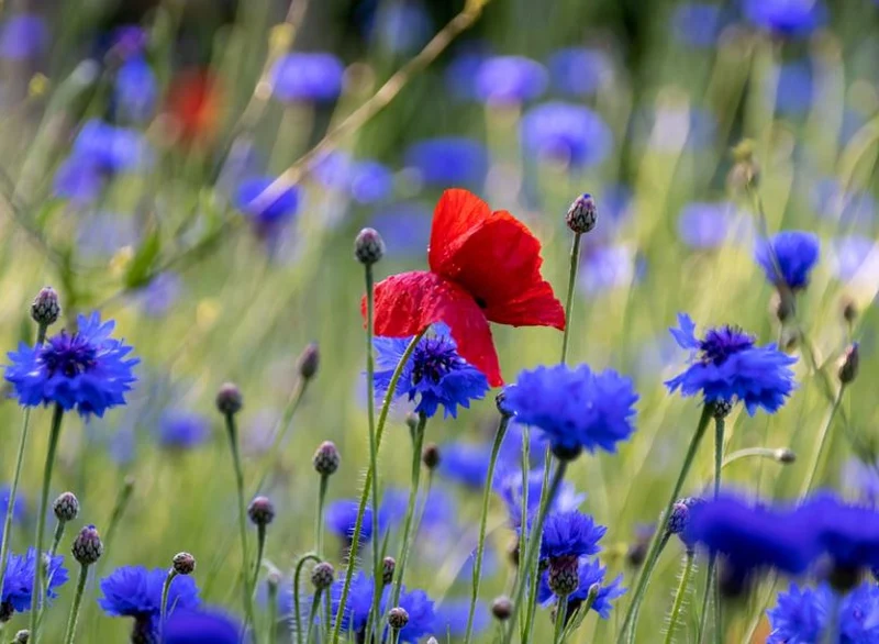 Blaue Kornblume Samen (Centaurea cyanus) – 2000 Samen