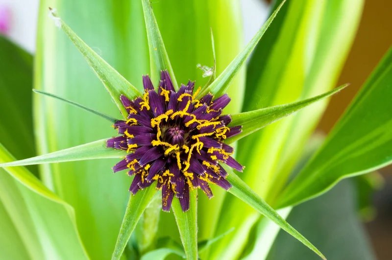 200 Samen Haferwurzel * Tragopogon porrifolius * Rarität