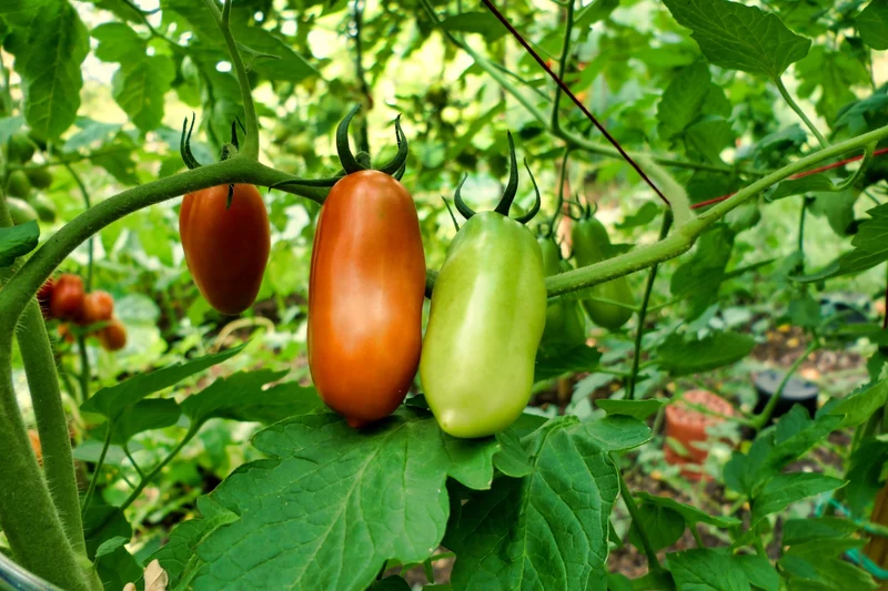 15 Samen Tomate "San Marzano"