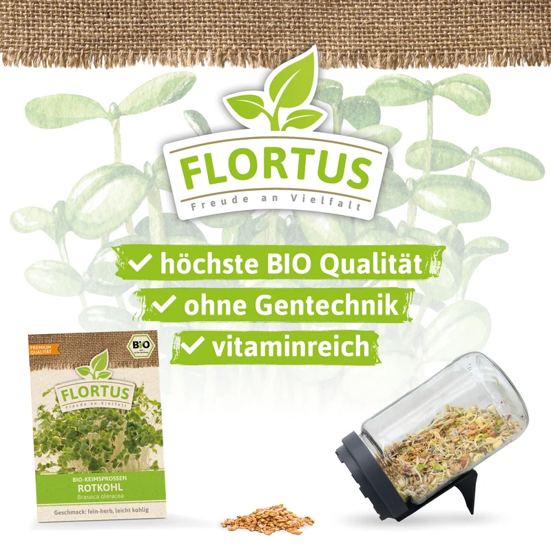 Keimsprossen Rotkohl | BIO Keimsprossen von FLORTUS