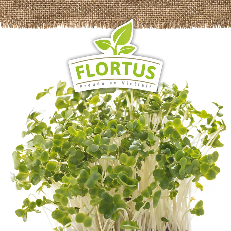 Keimsprossen Rotkohl | BIO Keimsprossen von FLORTUS