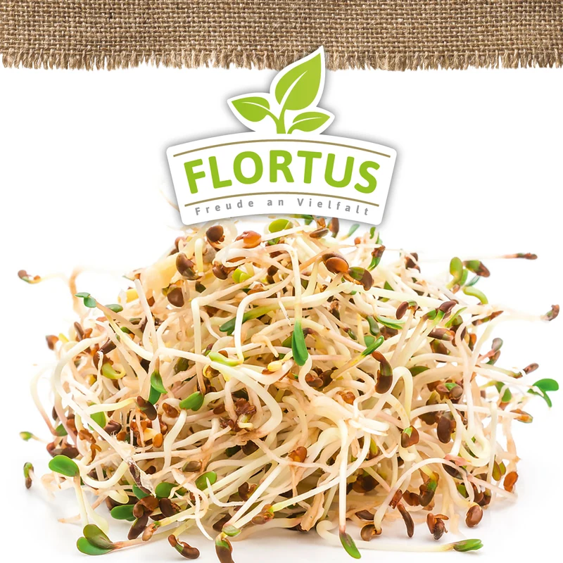 Keimsprossen Rotklee | BIO Keimsprossen von FLORTUS