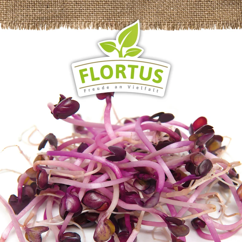 Keimsprossen Radies Sango | BIO Keimsprossen von FLORTUS