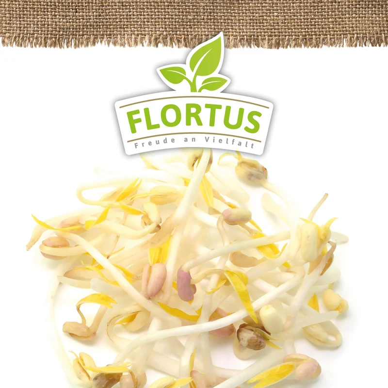 Keimsprossen Mungbohne | BIO Keimsprossen von FLORTUS