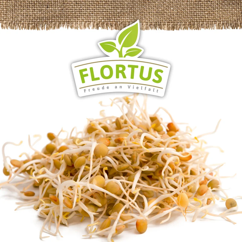 Keimsprossen Linse | BIO Keimsprossen von FLORTUS