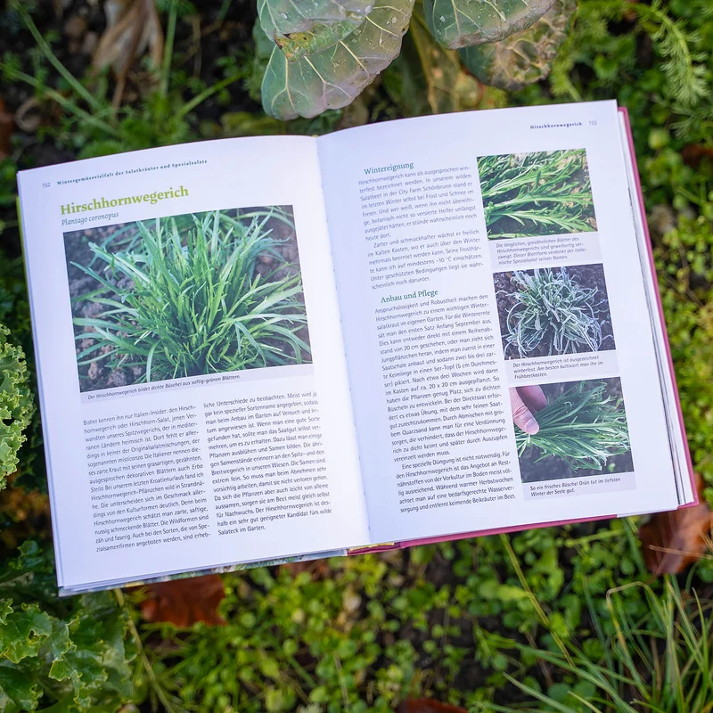 Buch: Frisches Gemüse im Winter ernten