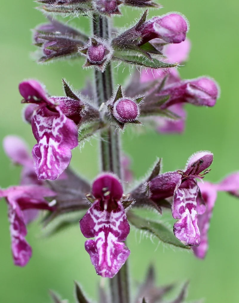 Wald-Ziest (Stachys sylvatica)