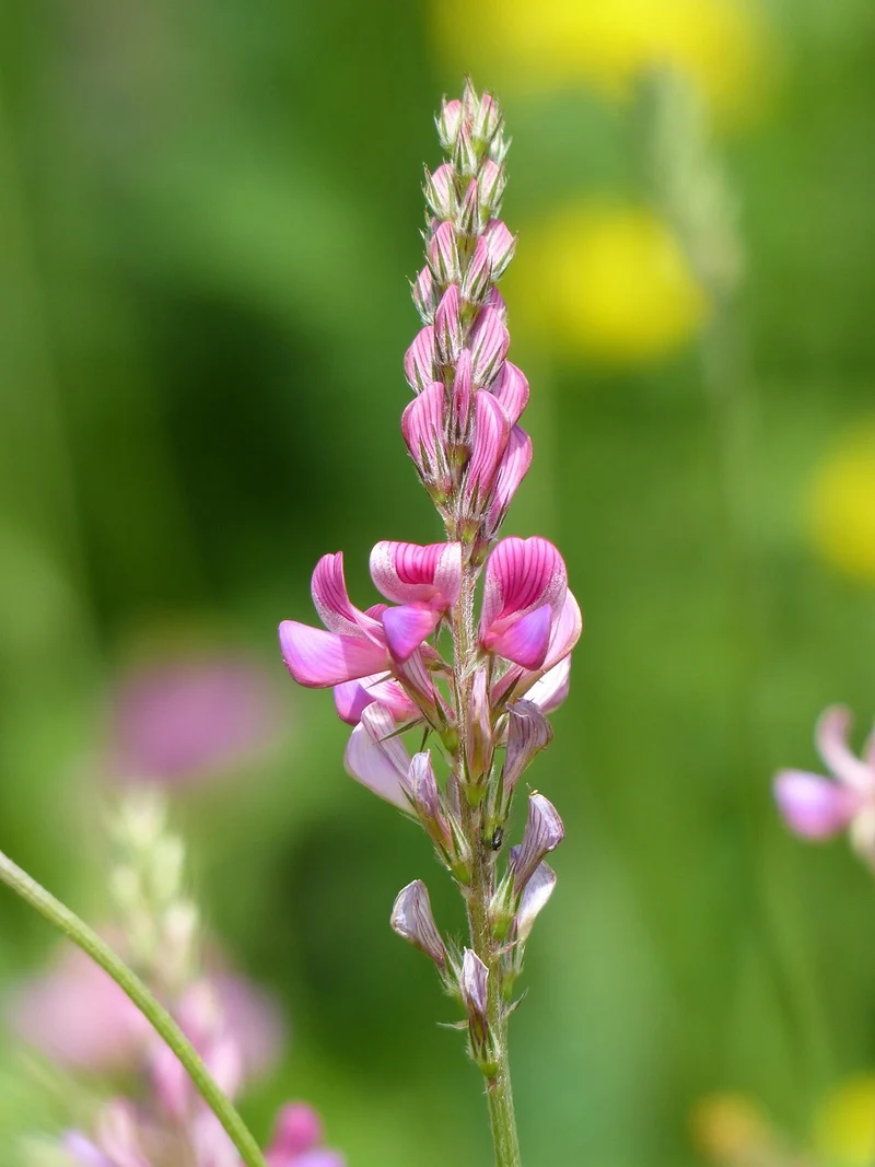 Saat-Esparsette (Onobrychis viciifolia)