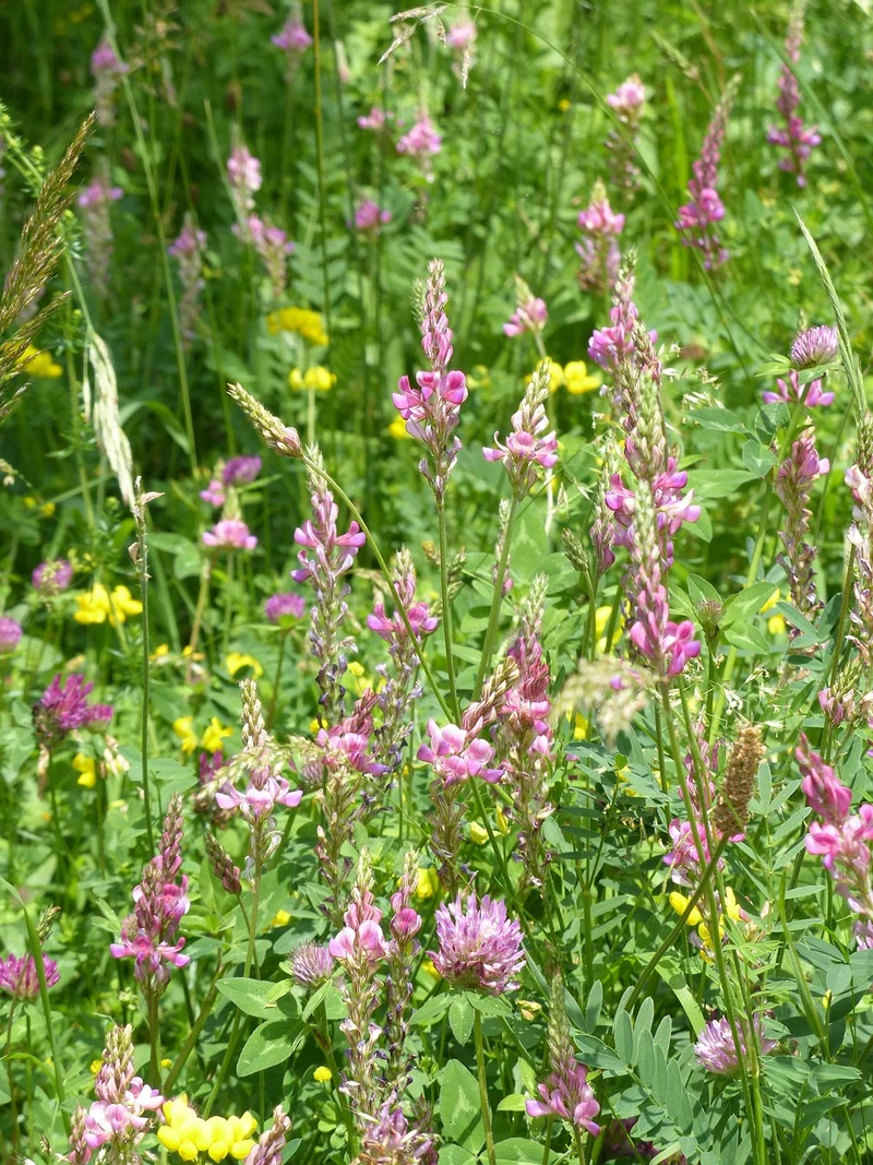 Saat-Esparsette (Onobrychis viciifolia)
