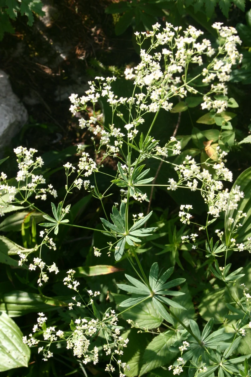 Wald-Labkraut (Galium sylvaticum)
