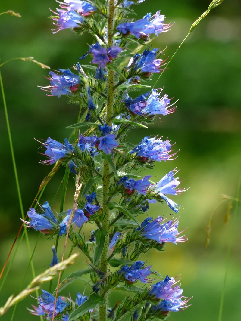 Gewöhnlicher Natternkopf (Echium vulgare)