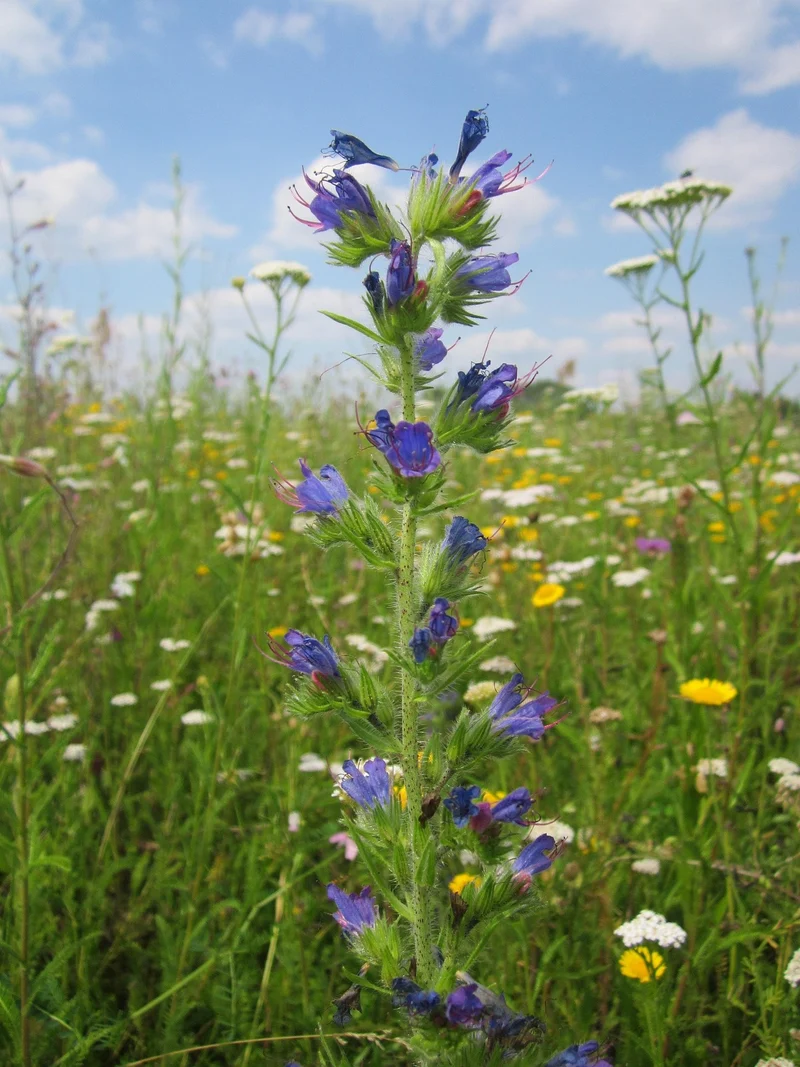 Gewöhnlicher Natternkopf (Echium vulgare)