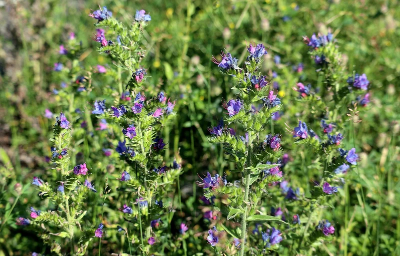 Gewöhnlicher Natternkopf (Echium vulgare)