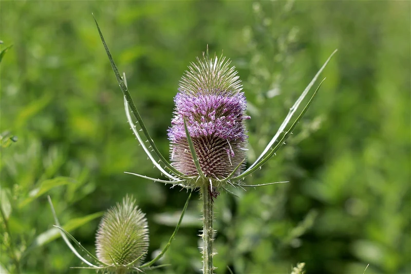 Wilde Karde (Dipsacus fullonum)
