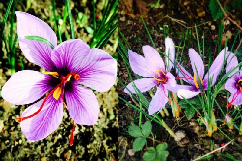 Safran-Krokus – Crocus Sativus (Saffron) (A8001) "Bio"